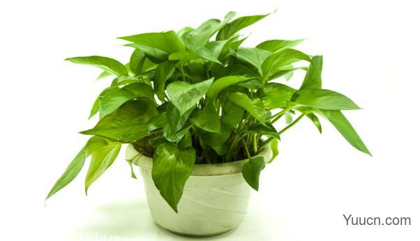 21种吸甲醛的植物，放办公室吸甲醛更健康！[多图]