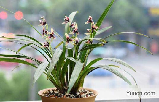 21种吸甲醛的植物，放办公室吸甲醛更健康！[多图]