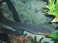 电鳗鱼，什么是电鳗鱼