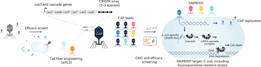 Nat Biotechnol –精准 CRISPR-Cas噬菌体疗法将为重症感染患者带来福音